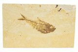 Detailed Fossil Fish (Diplomystus) - Wyoming #318524-1